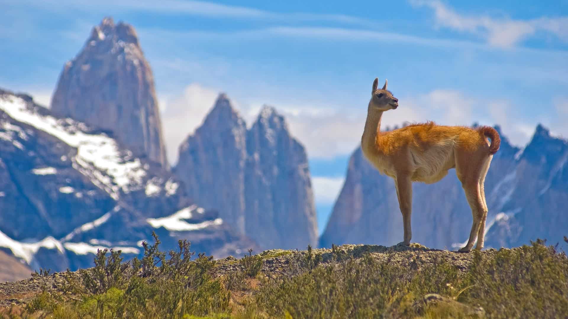 Sykle gjennom Chiles vakre daler med Oliven Reiser