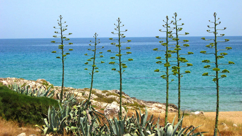 Sicilia Kyst p egen hnd